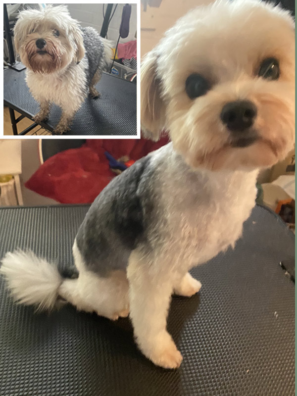 Langharige kleine hondje voor en na