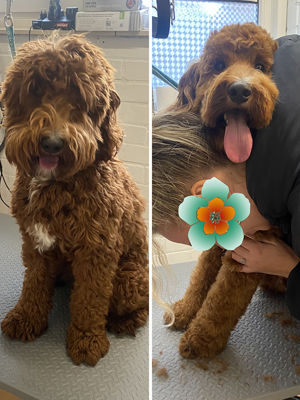 Vachtverzorging en model knippen kleine hond