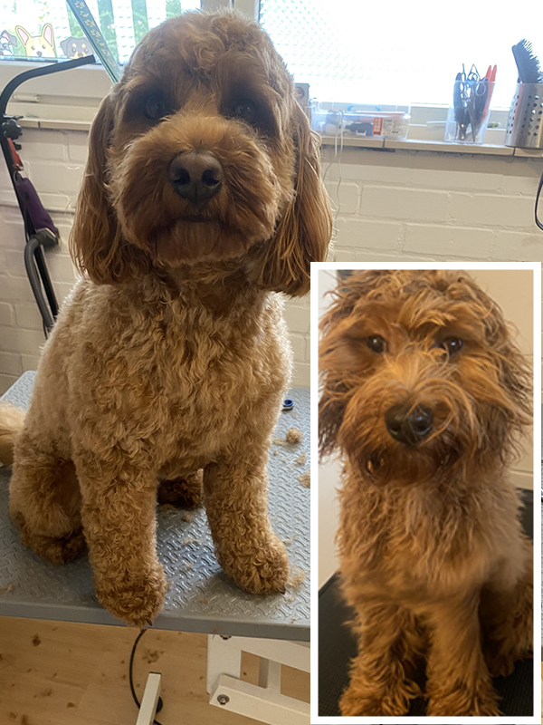 Hond tijdens het wassen en drogen